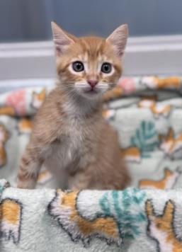 Shelter Stray Male Cat last seen New Bern, NC 28562, New Bern, NC 28562