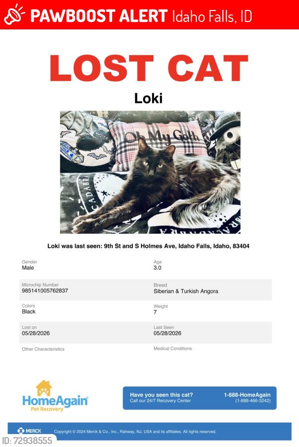 Lost Male Cat last seen Tiger and Cramer on 9th St., Idaho Falls, ID 83404