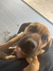 Shelter Stray Male Dog last seen Near Viewpoint Ln Ellenwood, 30294, 30294, GA, Atlanta, GA 30341