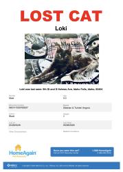 Lost Male Cat last seen Tiger and Cramer on 9th St., Idaho Falls, ID 83404