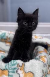 Shelter Stray Male Cat last seen New Bern, NC 28562, New Bern, NC 28562