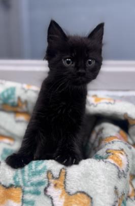 Shelter Stray Male Cat last seen New Bern, NC 28562, New Bern, NC 28562
