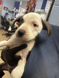 Shelter Stray Male Dog last seen Near Ember Drive Decatur, 30034, 30034, GA, Atlanta, GA 30341