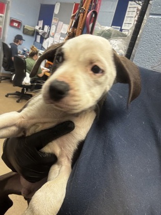 Shelter Stray Male Dog last seen Near Ember Drive Decatur, 30034, 30034, GA, Atlanta, GA 30341