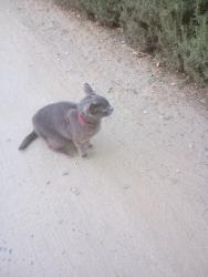 Reunited Male Cat last seen Palm view RV Park & Campground, Perris, CA 92570
