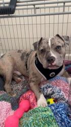 Lost Male Dog last seen Edge lane, binns road, Old Swan, England L13 1DT