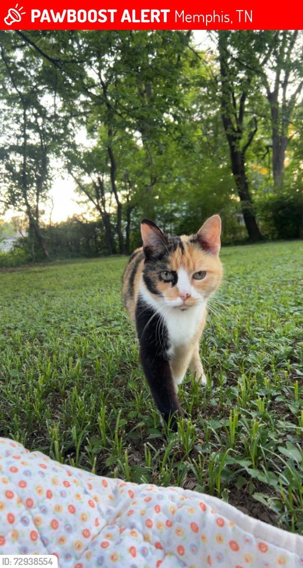 Lost Female Cat last seen park and mendenhall / park and colonial, Memphis, TN 38117