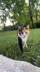 Lost Female Cat last seen park and mendenhall / park and colonial, Memphis, TN 38117