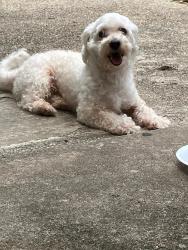 Reunited Male Dog last seen Isbella dr, Grand Prairie, TX 75052