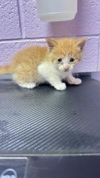 Shelter Stray Male Cat last seen Near WHITETAIL, CITY of El Paso, TX, Fort Bliss, TX 79906