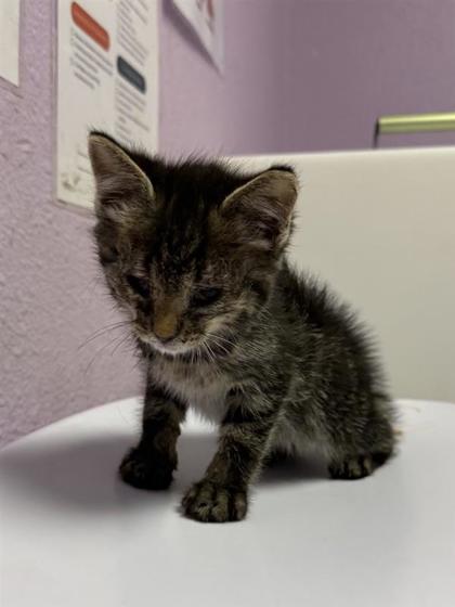 Shelter Stray Male Cat last seen El Paso, TX 79904, Fort Bliss, TX 79906