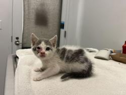 Shelter Stray Female Cat last seen Brighton ave and Budd park, 64124, MO, Kansas City, MO 64132