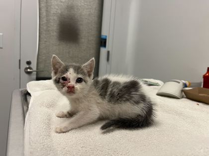 Shelter Stray Female Cat last seen Brighton ave and Budd park, 64124, MO, Kansas City, MO 64132