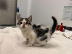 Shelter Stray Female Cat last seen Brighton ave and Budd park, 64124, MO, Kansas City, MO 64132