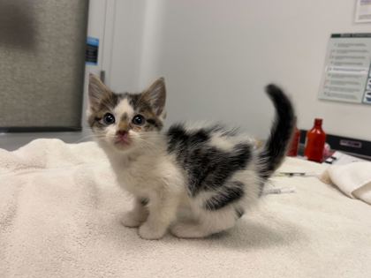 Shelter Stray Female Cat last seen Brighton ave and Budd park, 64124, MO, Kansas City, MO 64132
