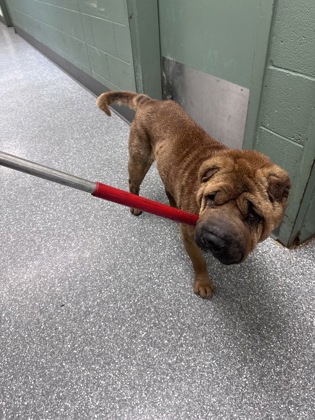 Shelter Stray Male Dog last seen Near Topanga Dr, Oakland, CA, Oakland, CA 94601