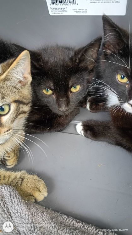 Shelter Stray Male Cat last seen Atlanta, GA 30349, Atlanta, GA 30336
