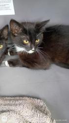 Shelter Stray Male Cat last seen Atlanta, GA 30349, Atlanta, GA 30336