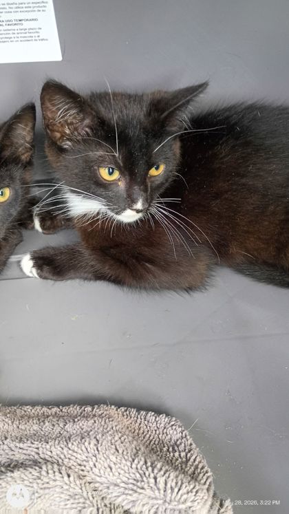Shelter Stray Male Cat last seen Atlanta, GA 30349, Atlanta, GA 30336
