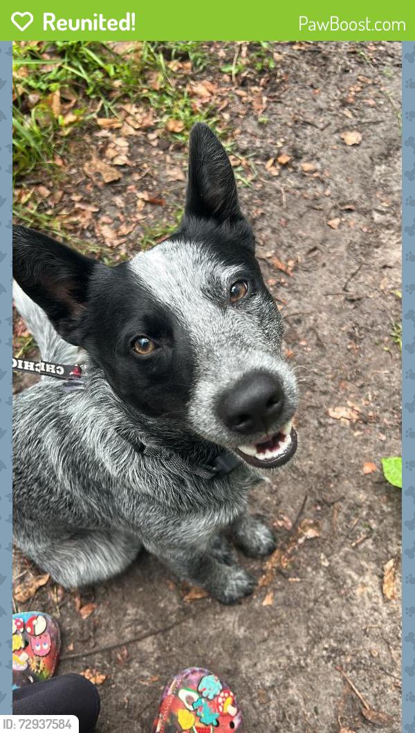 Reunited Male Dog last seen Korbus boynton, Masaryktown, FL 34604