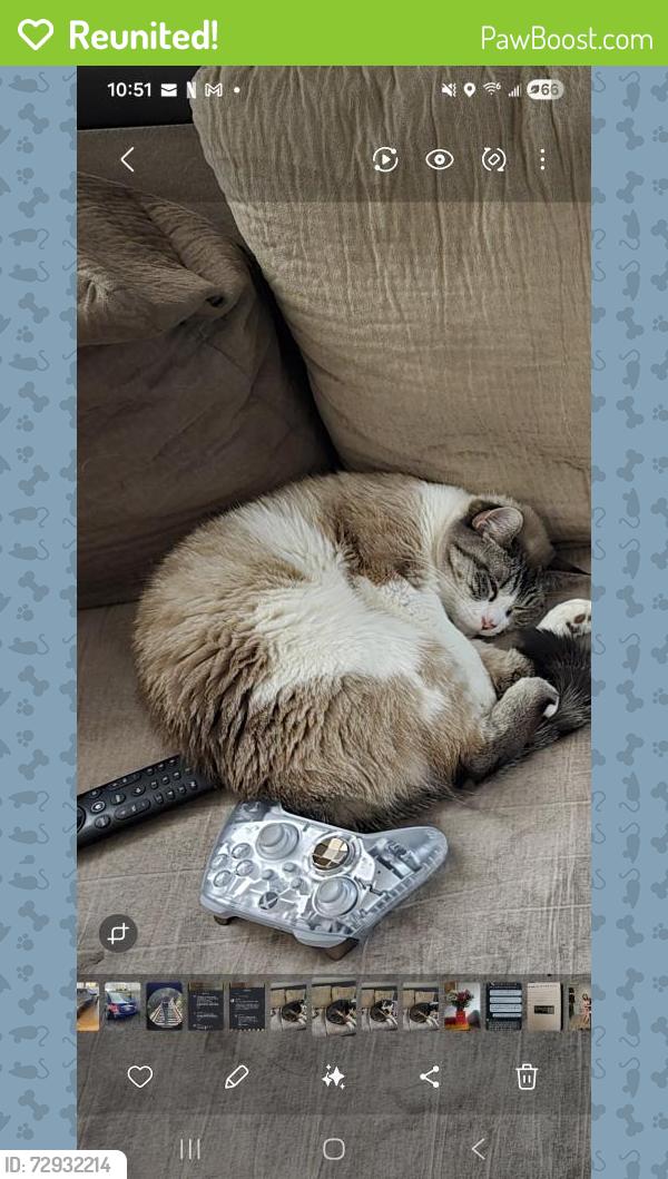 Reunited Female Cat last seen Thornwood Ave around 4400 south, Taylorsville, UT 84123