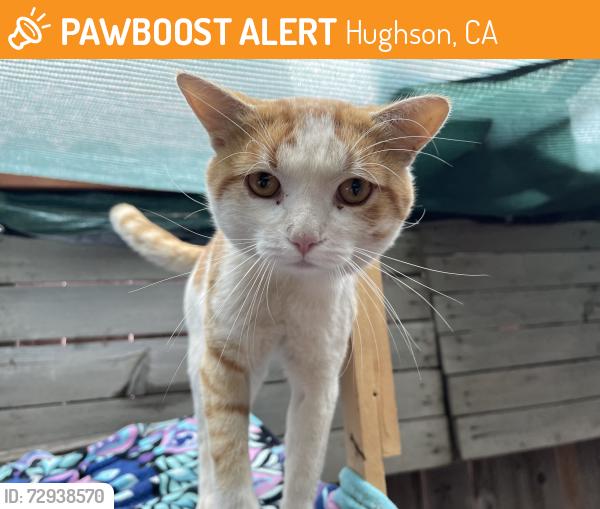 Found/Stray Male Cat last seen Hughson park, Hughson, CA 95326