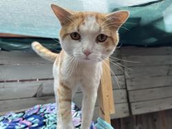 Found/Stray Male Cat last seen Hughson park, Hughson, CA 95326