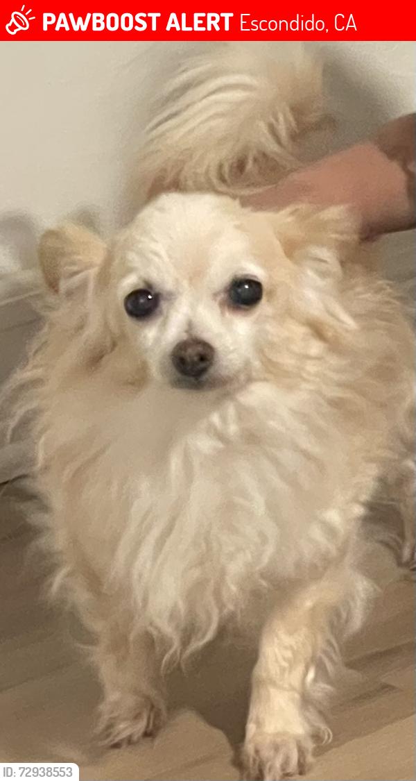 Lost Female Dog last seen Reidy canyon, Escondido, CA 92026