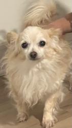 Lost Female Dog last seen Reidy canyon, Escondido, CA 92026