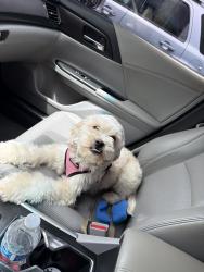 Reunited Female Dog last seen 40th st and Solano Ave, Richmond, CA 94805