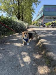 Found/Stray Unknown Dog last seen Evanston plaza, Seattle, WA 98107