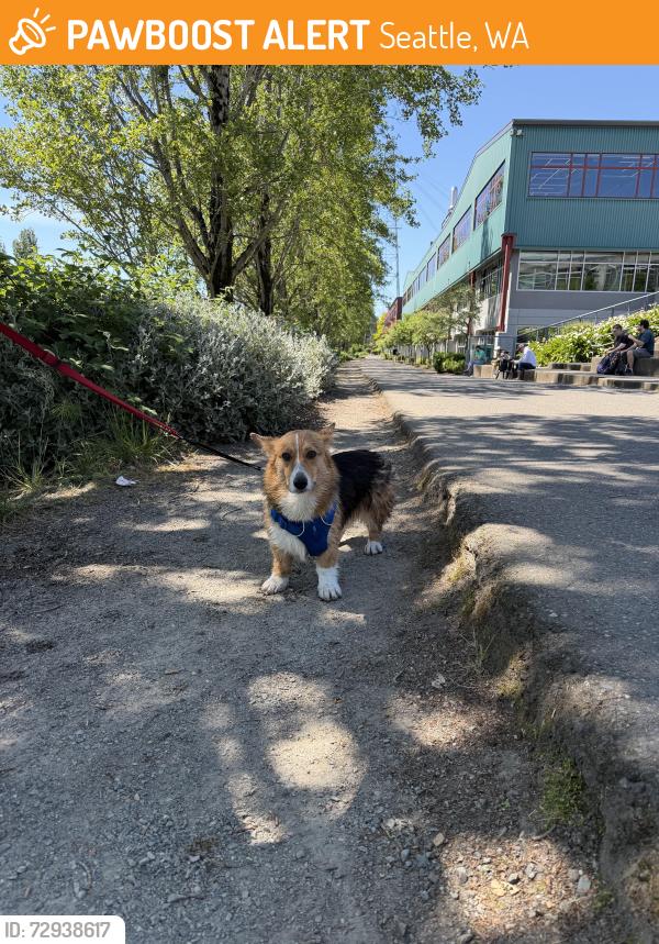 Found/Stray Unknown Dog last seen Evanston plaza, Seattle, WA 98107