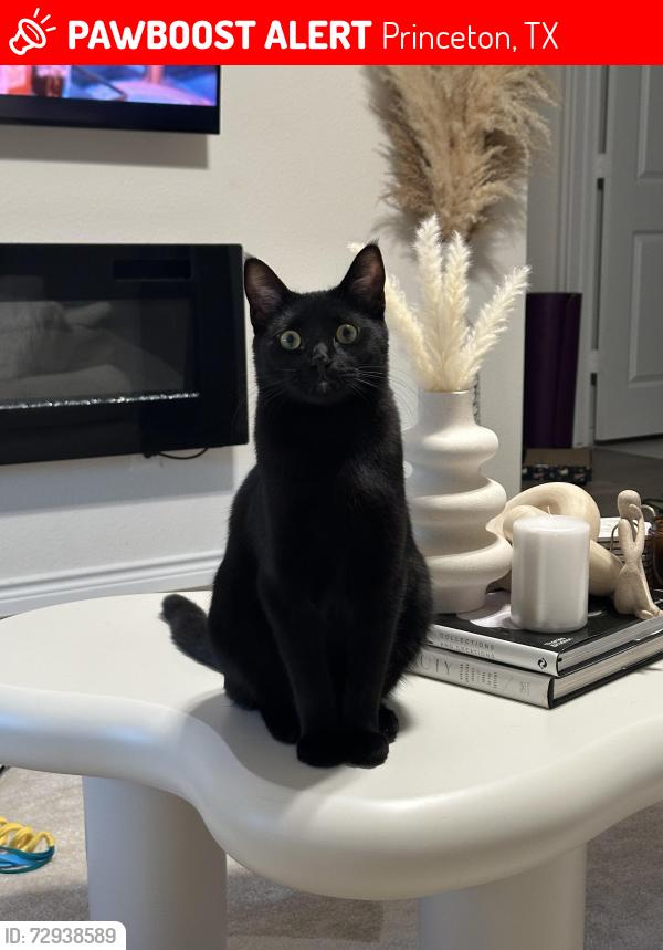 Lost Male Cat last seen Spur ridge and blossom court , Princeton, TX 75407