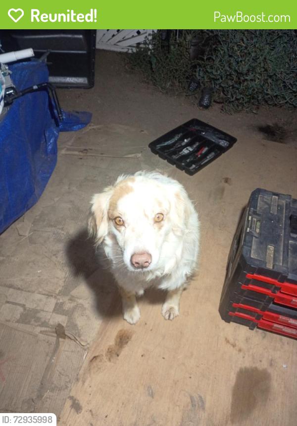 Reunited Female Dog last seen Near River Rd, Perris, CA 92570, USA, Perris, CA 92570