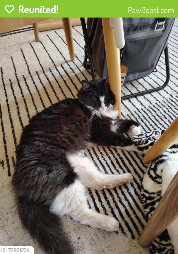 Reunited Unknown Cat last seen 21st and Taylor, Racine, WI 53403