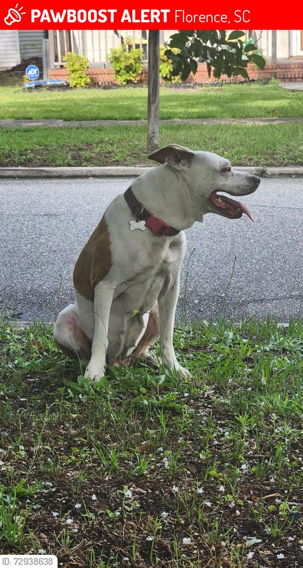 Lost Female Dog last seen Park Ave and Palmetto, Florence, SC 29501