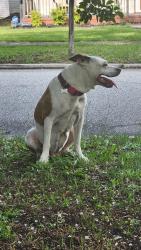 Lost Female Dog last seen Park Ave and Palmetto, Florence, SC 29501