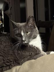 Lost Female Cat last seen Speebidah/ 6716 hemlock dr tulalip, Tulalip Bay, WA 98271