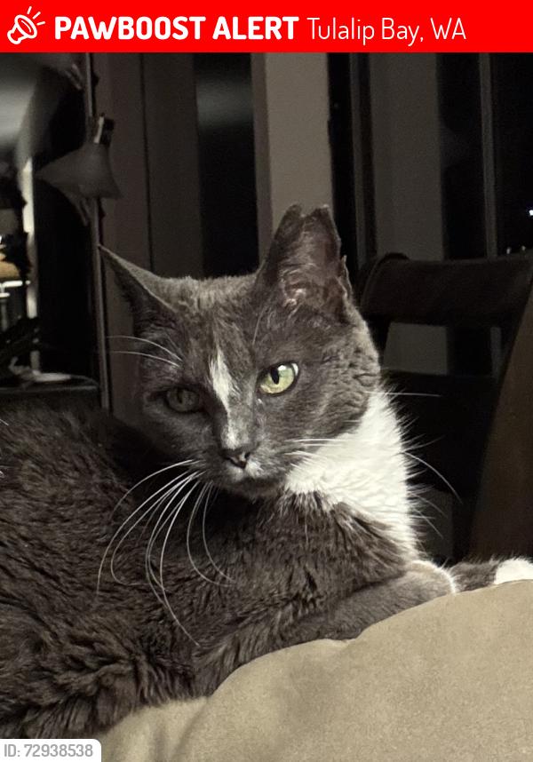 Lost Female Cat last seen Speebidah/ 6716 hemlock dr tulalip, Tulalip Bay, WA 98271