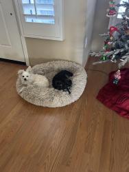 Lost Male Dog last seen Sun City Palm Desert, Desert Palms, CA 92211