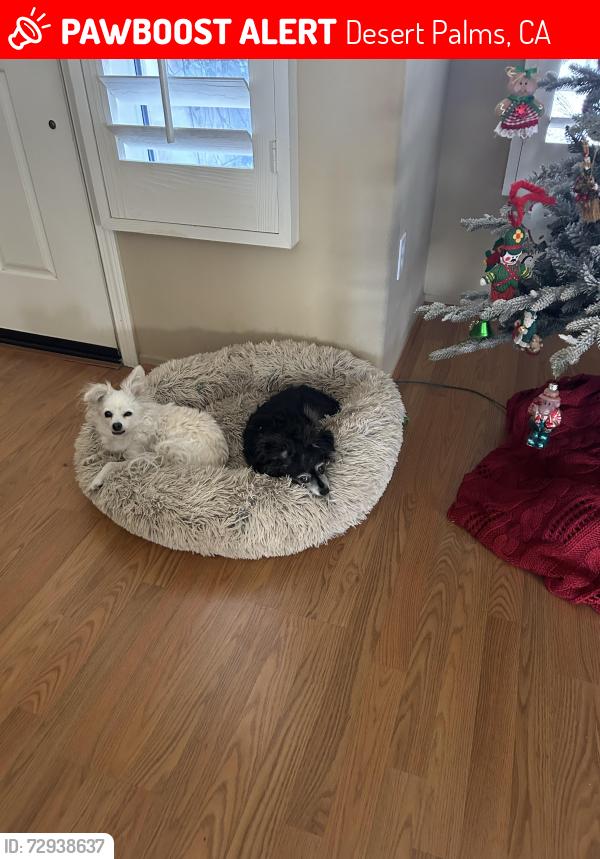 Lost Male Dog last seen Sun City Palm Desert, Desert Palms, CA 92211