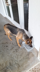 Found/Stray Unknown Dog last seen Redland , Homestead, FL 33032