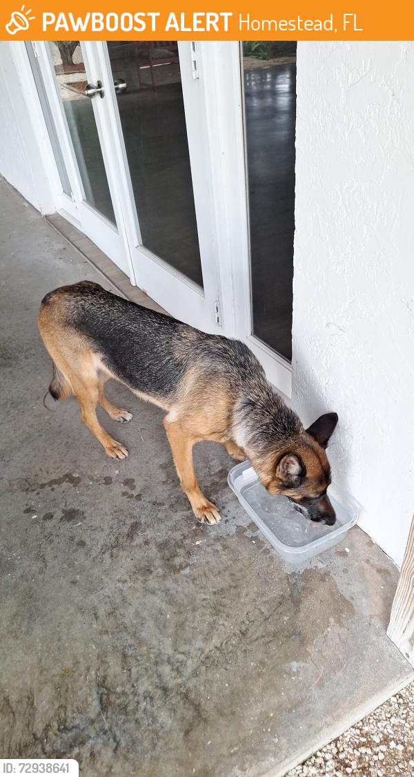 Found/Stray Unknown Dog last seen Redland , Homestead, FL 33032