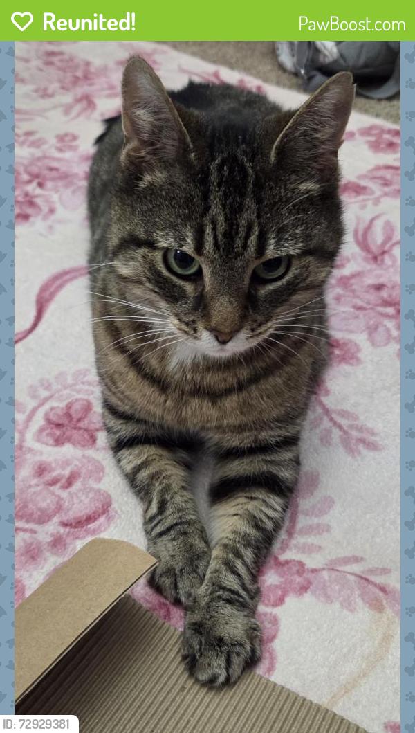 Reunited Female Cat last seen Near us route 30, Minerva, OH 44657