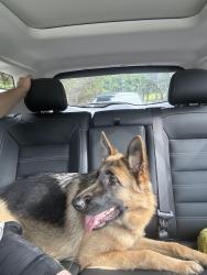 Reunited Female Dog last seen Near Acworth Due West Rd , Kennesaw, GA 30152