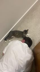 Reunited Female Cat last seen Cantelowes Gardens, Greater London, England NW1 9BD