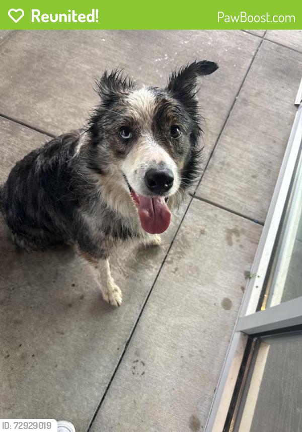 Reunited Unknown Dog last seen Bogan and  Hamilton mill , Buford, GA 30515