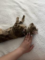Lost Female Cat last seen Near E Waterford ct , Akron, OH 44313