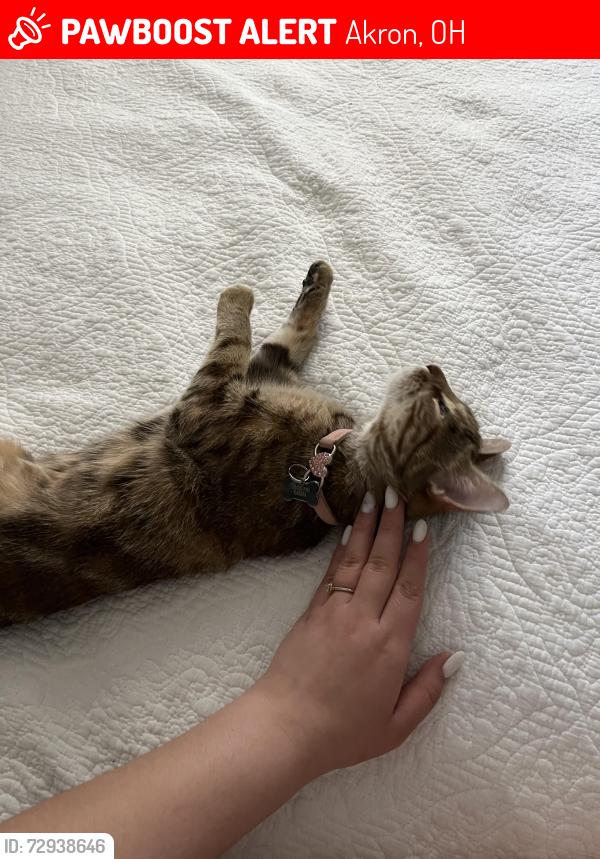 Lost Female Cat last seen Near E Waterford ct , Akron, OH 44313