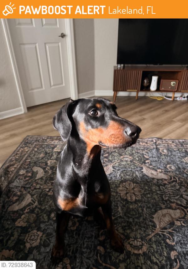 Found/Stray Female Dog last seen Socrum Loop, Lakeland, FL 33801